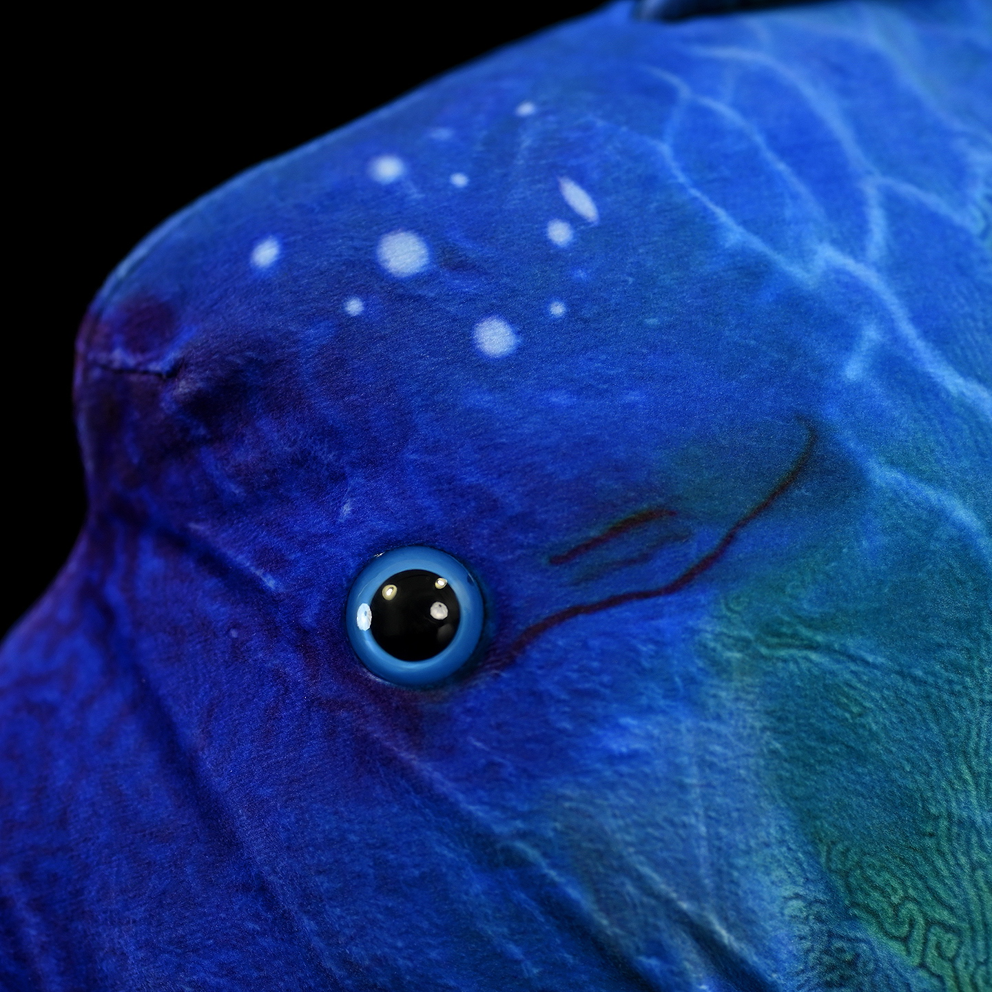 Peluche morbido di pesce napoleone 