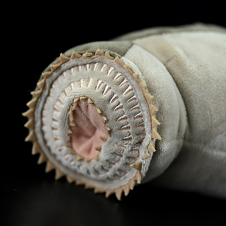 Lampreda di mare, peluche morbido