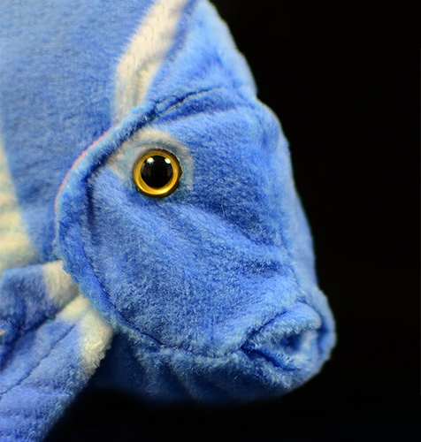 Peluche morbido di pesce chirurgo blu atlantico 