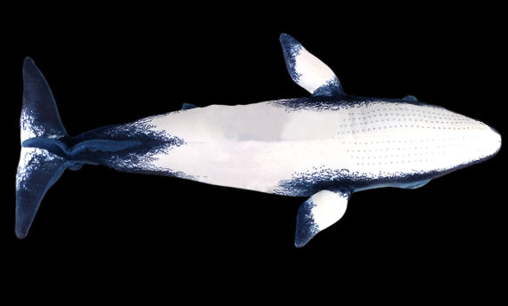 Minke Whale Soft Stuffed Plush Toy